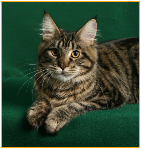 Aleister_photos